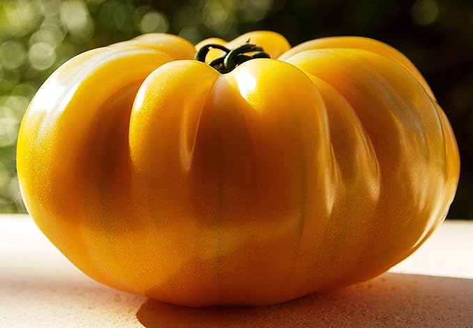 NIKA SEEDS - Seeds Vegetable Beefsteak Tomato Lemon Giant - 40 Seeds
