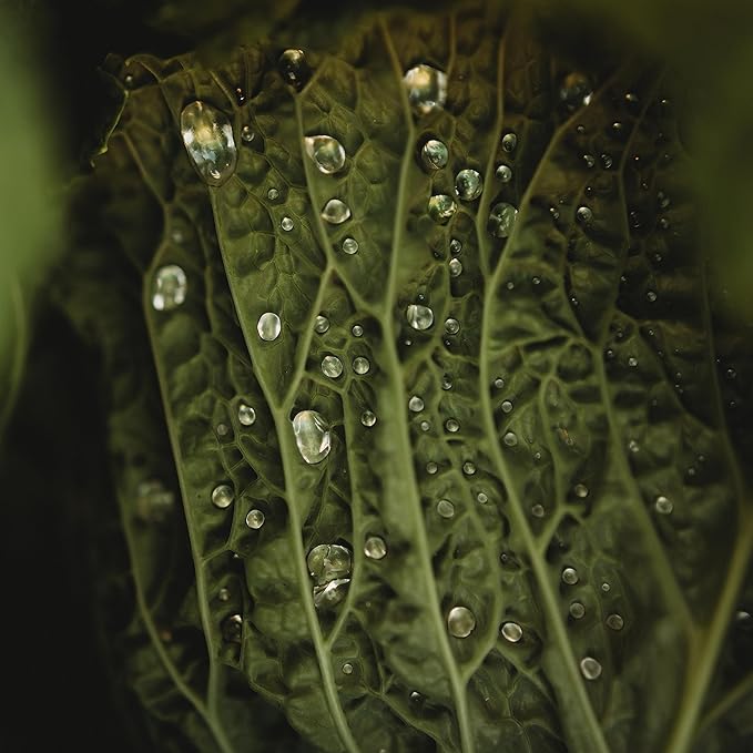 Savoy Perfection Cabbage - 100 Seeds - Heirloom & Open-Pollinated Variety, Non-GMO Vegetable Seeds for Planting Outdoors in The Home Garden, Thresh Seed Company