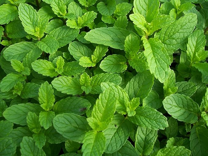 Seeds Mint Peppermint Mentha Medicinal Herbs Garden for Planting Non GMO 1000 Seeds