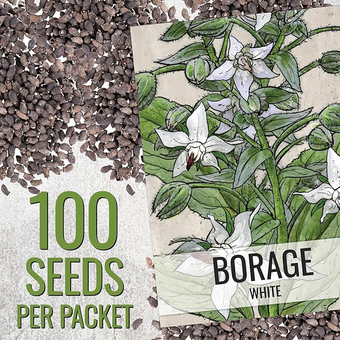 Seed Needs Borage Seeds for Planting White Borago officinalis Starflower - Non-GMO Heirloom & Untreated Herb Seed to Plant and Grow an Outdoor Home Grown Garden (2 Packs)