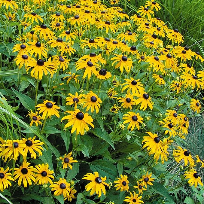 Burpee Rudbeckia 'Goldsturm' Seeds - Classic Perennial Coneflower