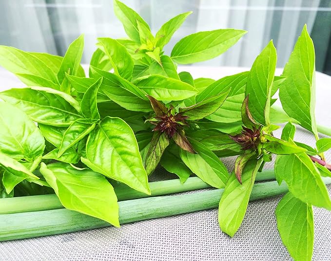 Unique Cinnamon Basil Mexican Spice 200+ Seeds for Planting Herb Garden