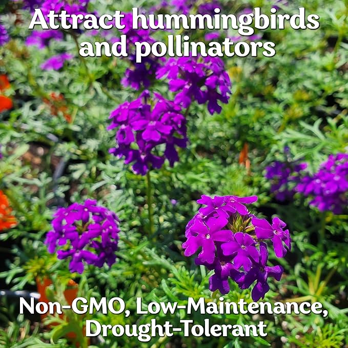 KVITER 1000 Purple Trailing Verbena Seeds (Verbena Tenuisecta) - Creeping Verbena, Purpule Moss Verbena Seeds - Ideal Perennial Flower Seeds for Planting in Outdoor Garden, Containers, Windowsills