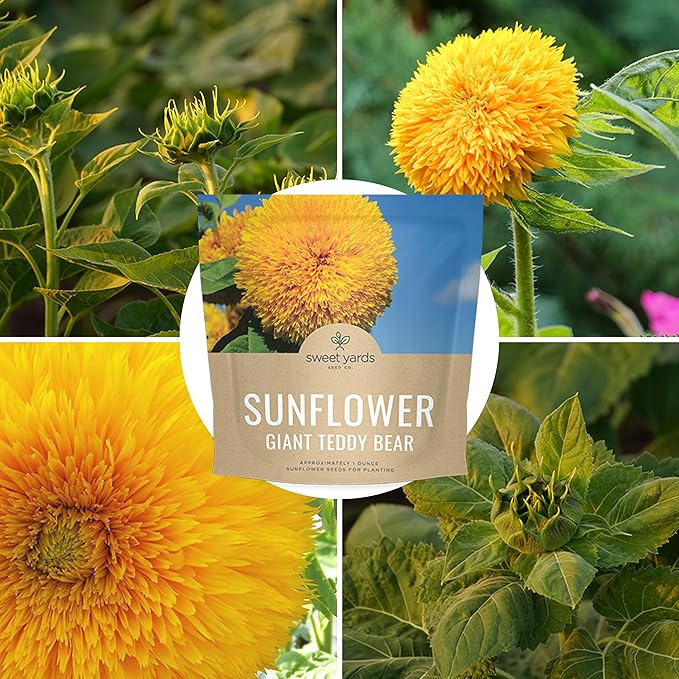 Giant Teddy Bear Sunflower Seeds - Extra Large 1 Ounce Packet - Over 1,200 Fresh Open Pollinated Non-GMO Flower Seeds - Helianthus annus - Hundreds of Fluffy Yellow Petals