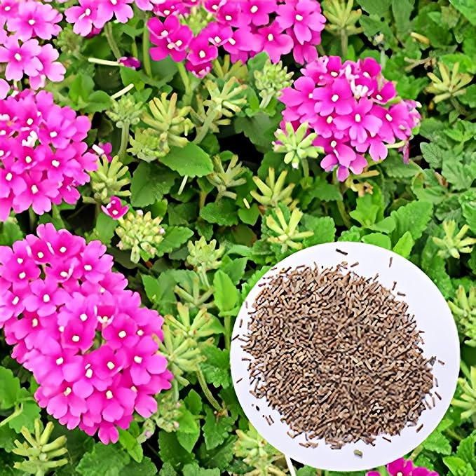 Verbena Seeds for Containers & Hanging Baskets, 1500PCS, Compact Growth, Colorful Blooms for Balcony, Patio & Small Gardens