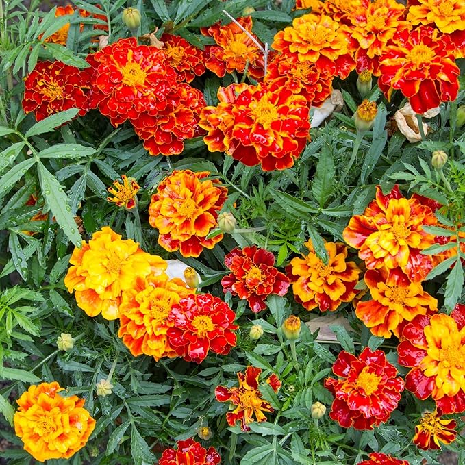 1200+ Mix Color Marigold Seeds for Planting - African Marigold Seeds French Marigold Non-GMO Heirloom Garden Flower to Plant Open Pollinated Annual Flowers