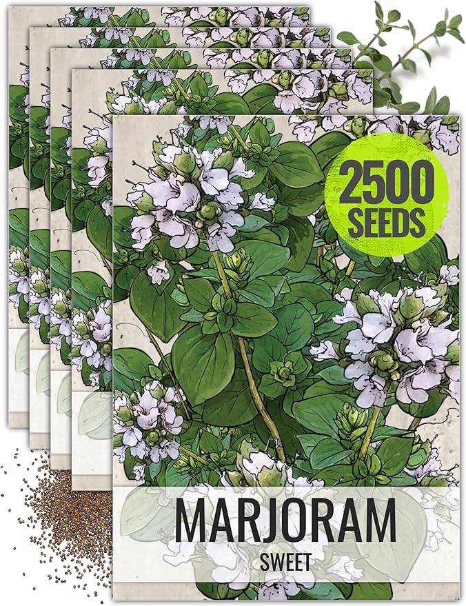 Seed Needs Sweet Marjoram Seeds for Planting - Heirloom, Non-GMO & Untreated - Perennial Culinary & Medicinal Herbs for Indoor/Outdoor Growing (5 Packs)