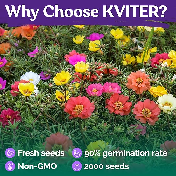 KVITER 2,000 Mix Double Moss Rose Seeds for Planting (Portulaca Grandiflora) - Non-GMO & Heirloom Ground Cover - Purslane Flower Seeds to Plant Outside, Beds & Yards & Flower Garden