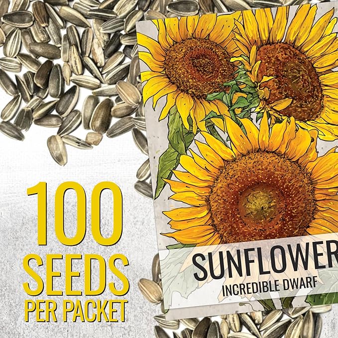 Seed Needs Dwarf Sunflower Seeds for Planting Incredible Sunflowers - Heirloom & Open Pollinated Flowers to Plant an Outdoor Wildflower Garden to Attract Beneficial Pollinators (5 Packs)
