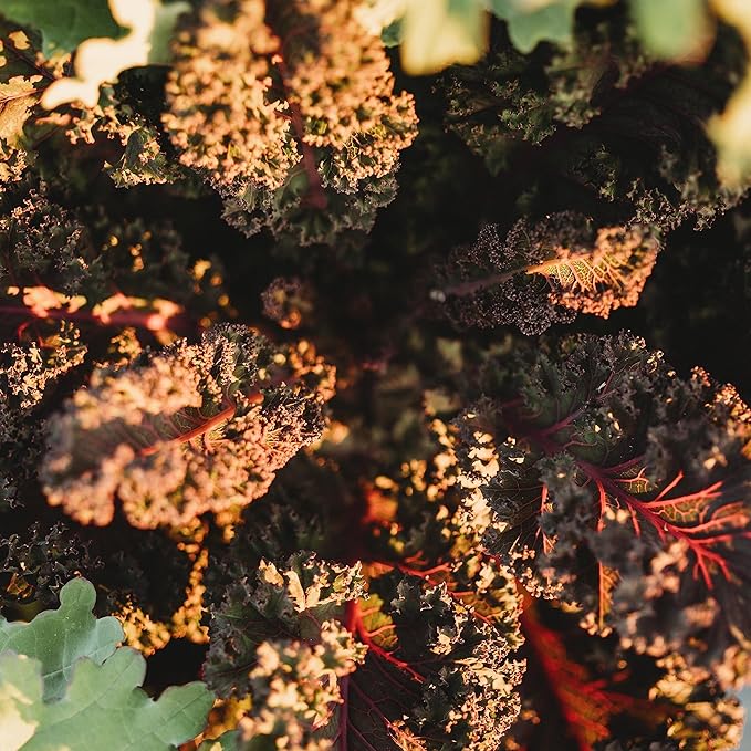 Scarlet Kale - 100 Seeds - Heirloom & Open-Pollinated Variety, Non-GMO Vegetable & Leafy Greens Seeds for Planting Outdoors in The Home Garden, Thresh Seed Company