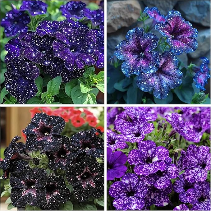 350+ Mix Color Night Sky Petunia Seeds for Planting - Black Petunia Flowers Seeds Garden Hanging Baskets Flowers Annual Petunia Plant Seeds