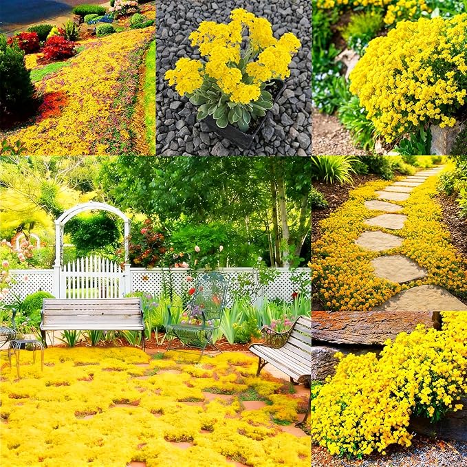 Mixrug 19995+ Fragrant Yellow Creeping Thyme Seeds Ground Cover, Thymus Serpyllum Seeds,Between Stepping Stones Seed Bee-Friendly Carpet Lawn Alternative & Pathway Filler Low Maintenance