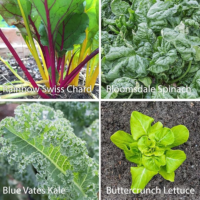 7 Leafy Power Green Organic Varieties – Non-GMO Heirloom Seeds for Planting: Spinach, Arugula, Kale, Lolla Rossa Lettuce, Buttercrunch, Gourmet Lettuce Mix, Swiss Chard