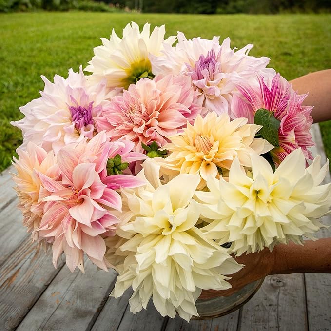 Eden Brothers Dahlia Bulbs (Dinnerplate) - Celestial Mix, Non-GMO Bulbs for Planting, 3 Bulbs | Low-Maintenance Flower Bulbs, Plant During Spring, Zones 8, 9, 10, 11