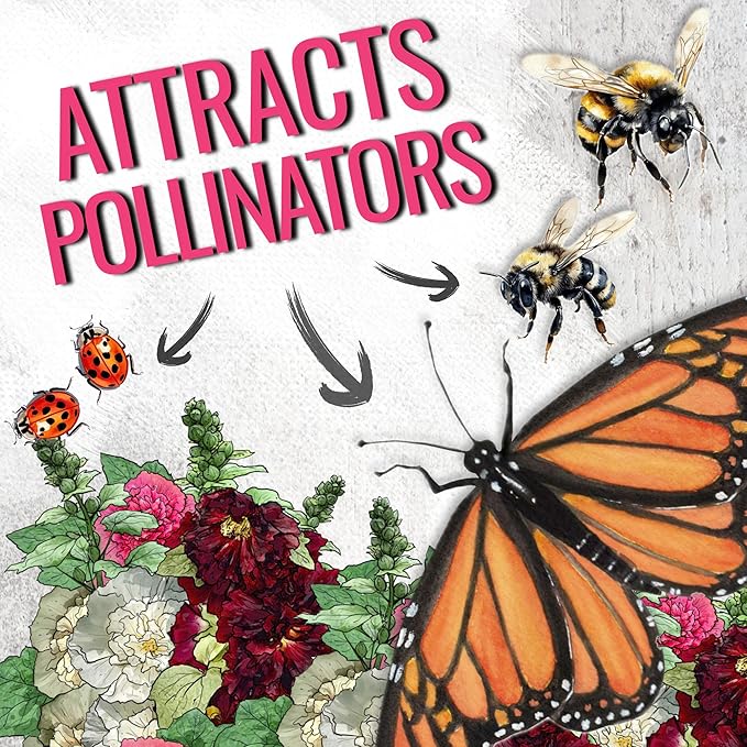 Seed Needs, Double Majorette Hollyhock Seeds - 100 Heirloom Seeds for Planting Alcea rosea - Mixed Biennial Flower that Attracts Pollinators to The Garden (2 Packs)