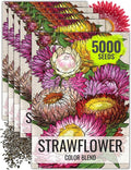 Seed Needs Strawflower Seeds for Planting - Heirloom & Open Pollinated Annual Flower Seed - Grow a Colorful Mix of Wildflowers for a Butterfly Garden, Bouquets & Floral Arrangements (5 Packs)
