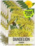 Seed Needs Dandelion Seeds for Planting Traxacum officinale - Non-GMO Heirloom & Untreated Garden Seed to Plant Dandelions for Herbal Uses & Edible Salads (5 Packs (2,500 Seeds))