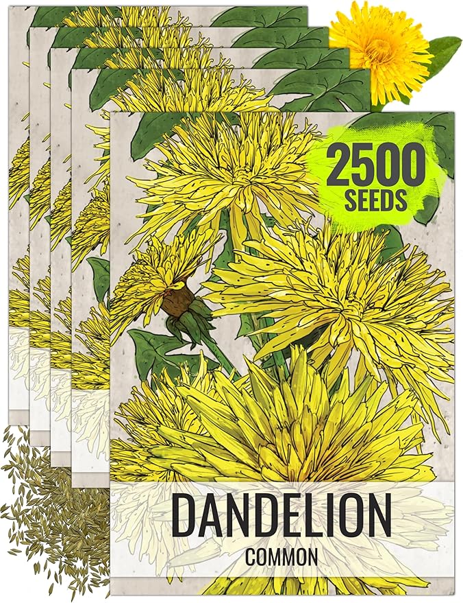 Seed Needs Dandelion Seeds for Planting Traxacum officinale - Non-GMO Heirloom & Untreated Garden Seed to Plant Dandelions for Herbal Uses & Edible Salads (5 Packs (2,500 Seeds))