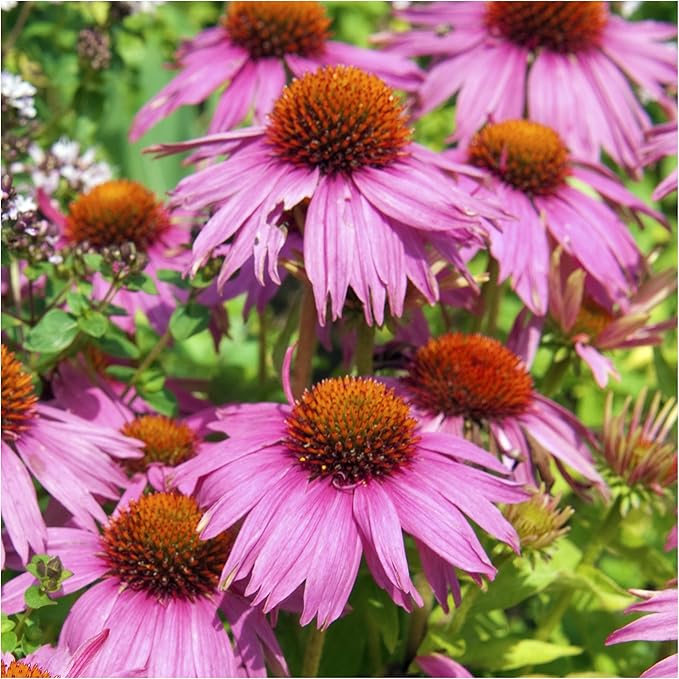 Seed Needs Deer Resistant Wildflower Seed Mix | 2 Ounce 30,000+ Seeds 22 Annual Perennial Species Open Pollinated | Bulk Seeds Mixed Color Blooms Annual Perennial Flowering Seed