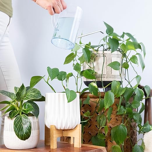 Houseplant Fertilizer & Indoor Plant Food | Self-Dissolving Tablets | Make Feeding Your Plants a Breeze | Instant Plant Food (4 Tablets)
