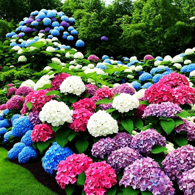50+ Mixed Color Hydrangea Seeds for Planting, Hydrangea Giant Snowball Shrub, Flower Plant Wedding, Outdoor Garden - Potted Plants