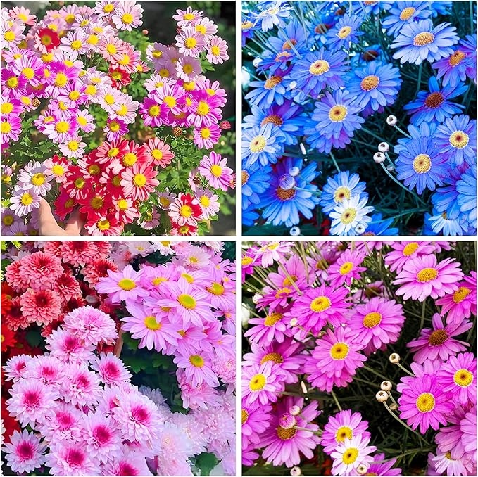 1000+Pyrethrum Seeds for Planting -Pyrethrum Tanacetum Chrysanthemum Plant Garden Flower Seeds