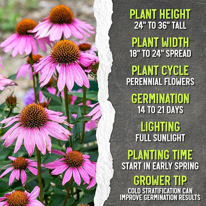 Seed Needs Purple Coneflower Seeds for Planting Echinacea - Heirloom & Open Pollinated Perennial Medicinal Flower - Perfect for a Butterfly Garden (2 Packs)
