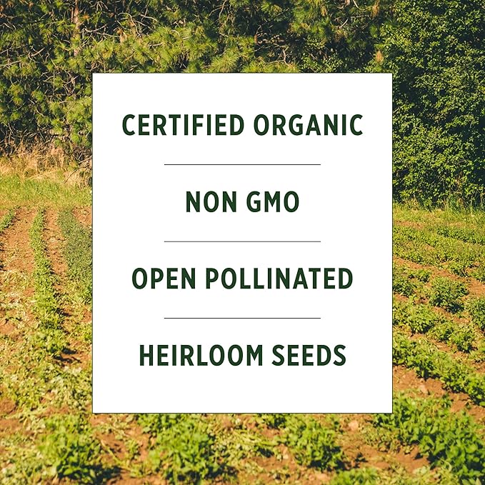 Banyan Botanicals Organic Green Bean Seeds – Provider Heirloom Green Bean Seeds – Early-Producing, Tender, and Crisp – 100 Count – Open Pollinated Non-GMO Easy to Grow