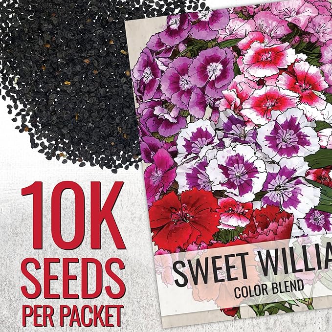 Seed Needs Sweet William Seeds for Planting Dianthus Flowers - Heirloom & Open Pollinated Annual Wildflower Seed Mix to Attract Butterflies, Bees & Other Pollinators to a Butterfly Garden (XL Pack)