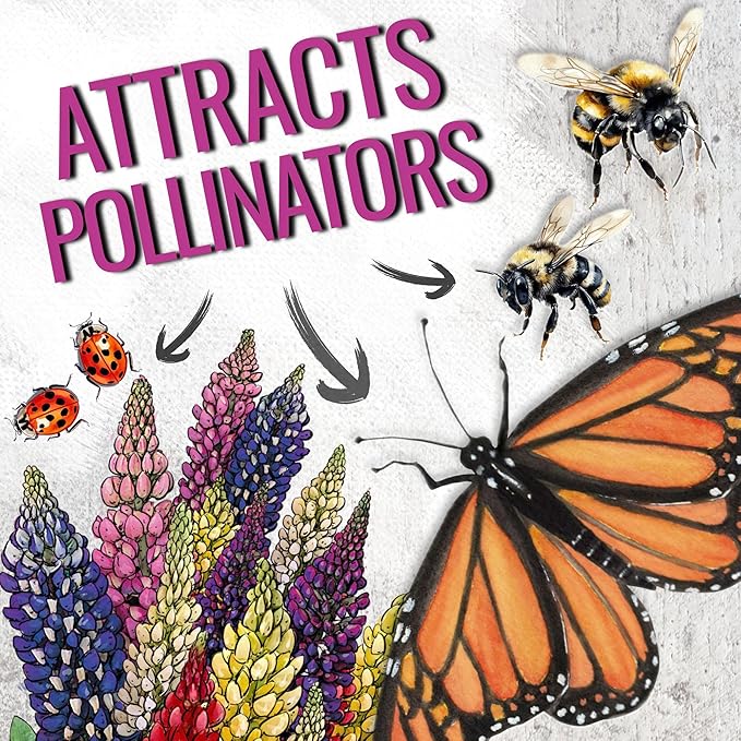 Seed Needs Lupine Seeds for Planting Russells Blend - Heirloom & Open Pollinated Multicolor Flowers to Attract Pollinators to a Butterfly Garden - Red, Purple, Blue, Yellow, White & More (2 Packs)