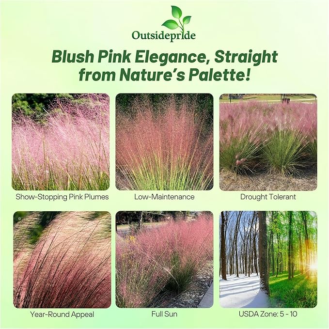 Outsidepride Pink Muhly Ornamental Grass Seeds - 100 Pcs, Perennial, Drought Tolerant, Low Maintenance, Ornamental Tall Grass Plants, Fast Growing for Landscaping, Outdoor Garden, Privacy Plants