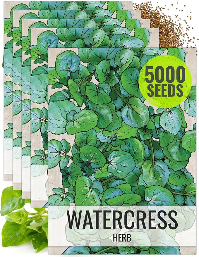 Seed Needs Watercress Seeds for Planting Nasturtium officinale - Non-GMO Heirloom & Untreated - Plant Your own Home Grown Culinary Herb Garden Indoors or Outdoors (5 Packs)