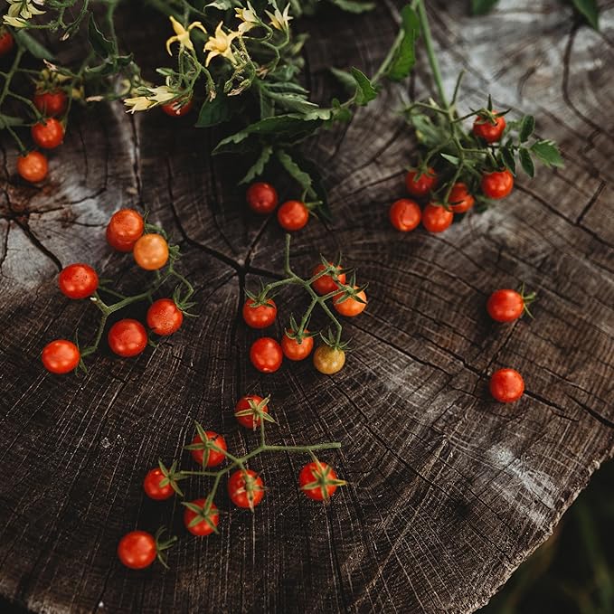 Texas Tiny Tomato - 50 Seeds - Rare Heirloom Cherry Tomato, Non-GMO, Heirloom Mini Tomato Seeds for Planting Outdoors in The Home Garden, Thresh Seed Company