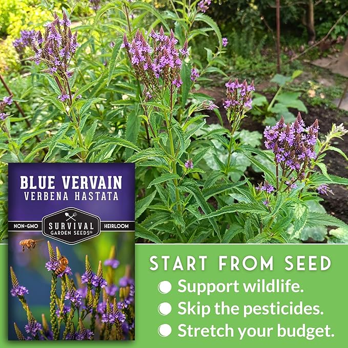 Survival Garden Seeds Blue Vervain Seeds for Planting (Verbena Hastata) | North American Native Wetland Wildflower | Butterfly Magnet - 1 Pack