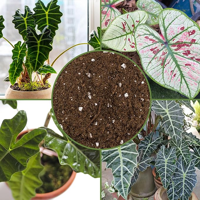 Soil Sunrise Elephant Ear Potting Soil Mix (8 Quarts) Colocasia and Alocasia Potted Plant Blend