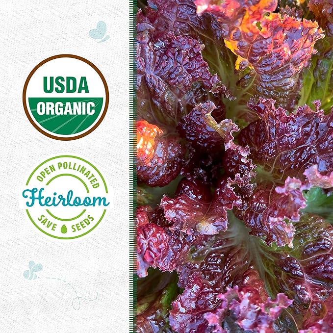 Back to The Roots 100% Organic Heirloom Seeds - Red Lettuce Value Pack (1.4g Total)
