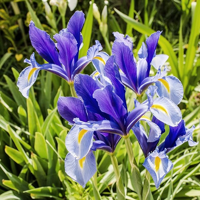 Amazing Rock Garden Flower Collection – 55 Bulbs | Mixed Colors (Pink, Purple, White, Blue) Spring Bloomers – Easy to Grow Perennial | Partial Sun to Shade – Zones 3‑8 - Attracts Butterflies & Bees