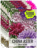 Seed Needs Crego China Aster Seeds for Planting - Heirloom & Untreated - Grow a Butterfly Garden with a Mixture of Colorful Cut Flowers to Pair with Zinnias (5 Packs)