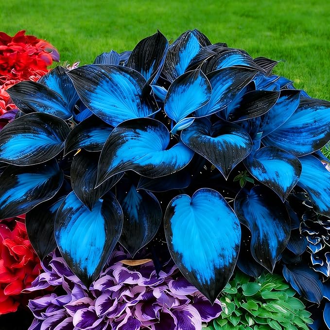 Hosta Seeds for Planting, 290+pcs Rare Perennial Hosta Flower Seeds, Non-GMO Heirloom Long Blooming Plants Shaded Entry Pathway Flowers Beauty Home Garden for Outdoors