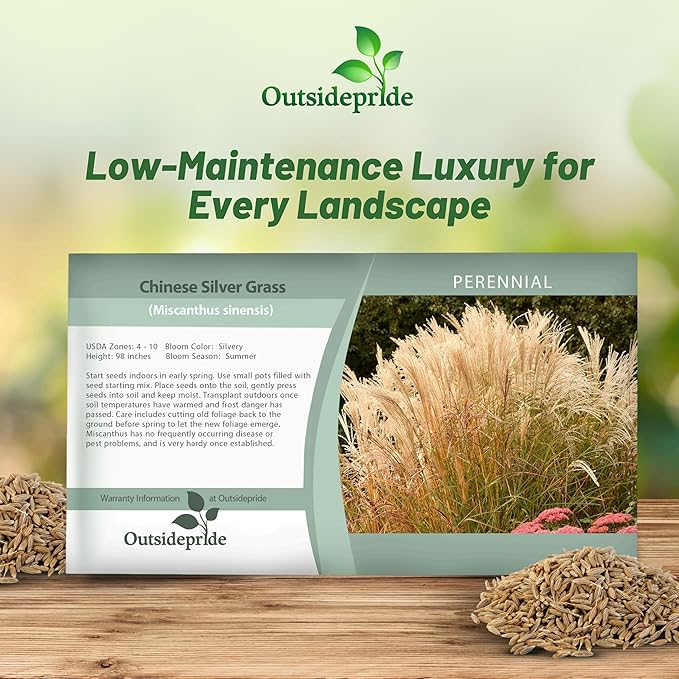 Outsidepride Chinese Miscanthus Sinensis Seeds - 500 Pcs. Perennial, Drought & Heat Tolerant, Chinese Silver Ornamental Grass, Tall Growth, Low Maintenance for Landscaping & Privacy Screens