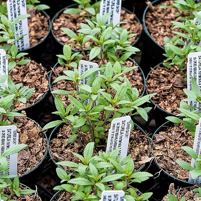 Seed Needs Summer Savory Seeds for Planting Herbs - Non-GMO Heirloom & Untreated Annual Herb Seed to Plant a Culinary Kitchen Garden Indoors or Outdoors (5 Packs)