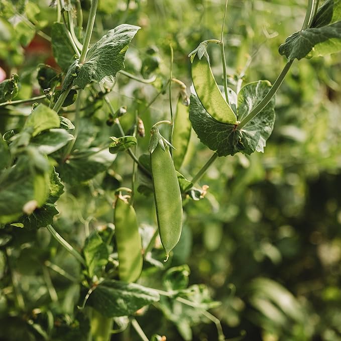 Green Beauty Snow Pea - 50 Seeds - Heirloom & Open-Pollinated Variety, Non-GMO Vegetable Seeds for Planting in The Home Garden, Thresh Seed Company