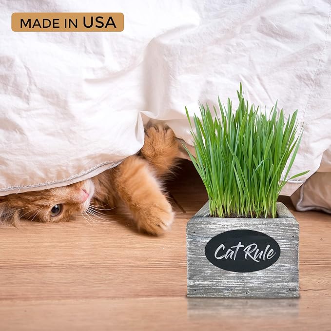 Cali Kiwi Pros Cat Grass for Indoor Cats Kit – Best Value Organic Seed & Soil for 3 Growing Cycles, Natural Hairball Remedy & Cat Gifts (White Wash)