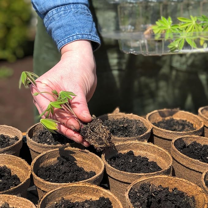 Jiffy Plant Nursery Pots - Organic Seed Starting, Biodegradable, Drainage Hole - 3 in - Peat