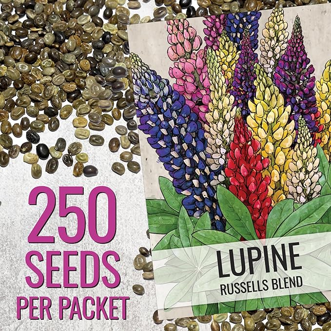 Seed Needs Lupine Seeds for Planting Russells Blend - Heirloom & Open Pollinated Multicolor Flowers to Attract Pollinators to a Butterfly Garden - Red, Purple, Blue, Yellow, White & More (5 Packs)