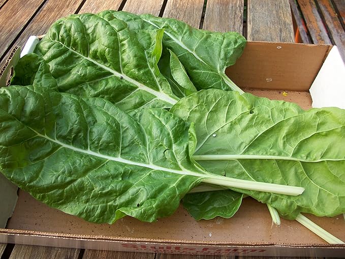 Seeds Four Seasin Spinach Viroflay - Heirloom Vegetable - GMO Free