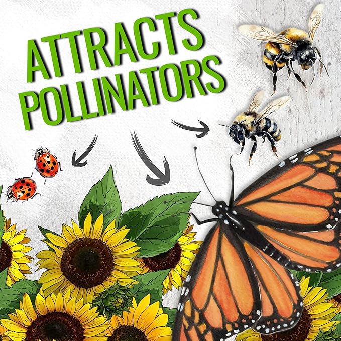 Seed Needs Sunflower Seeds for Planting Dwarf Sunspot Sunflowers - Heirloom & Open Pollinated Annual Cut Flower Seed to Plant 2 Foot Tall Sun Flowers (2 Packs)