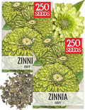 Seed Needs Lime Green Envy Zinnia Seeds for Planting - Heirloom & Open Pollinated Annual Cut Flowers - Grow a Butterfly Garden to Attract Pollinators (2 Packs)
