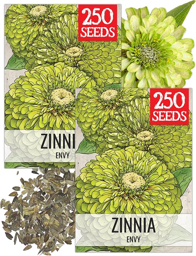 Seed Needs Lime Green Envy Zinnia Seeds for Planting - Heirloom & Open Pollinated Annual Cut Flowers - Grow a Butterfly Garden to Attract Pollinators (2 Packs)