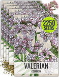 Seed Needs Valerian Seeds for Planting Stink Root Plants - Non-GMO Heirloom & Untreated Perennial Medicinal Herb Seed to Plant a Home Grown Outdoor Garden (5 Packs)